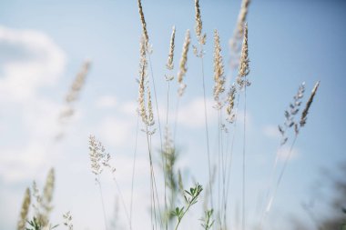 Farklı otlar ve çiçeklerle güzel bir çayır.