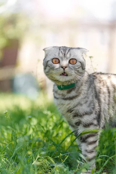 Таббі кіт ходить по траві у дворі — стокове фото