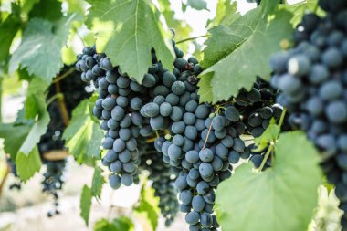 bahçede üzüm bir çalı asılı üzüm