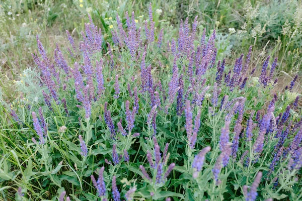 Belle prairie avec différentes herbes et fleurs — Photo