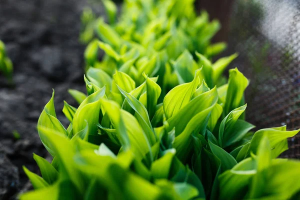 Плотные листья зеленого растения в саду — стоковое фото