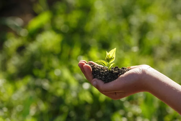 Genç yeşil filiz Ellerinde toprak