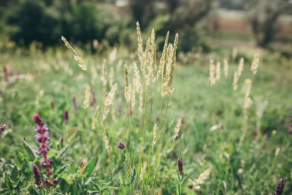 Hermoso prado con diferentes hierbas y flores — Foto de Stock