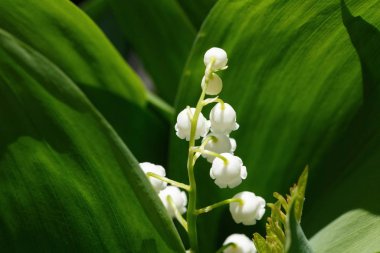 Ukrayna 'da bahar çiçekleri