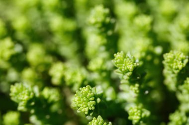 Büyük bir yayladan alınmış sulu ot ve yapraklar.