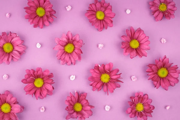 Blume Hintergrund rosa Chrysanthemen Flora Konzept — Stockfoto