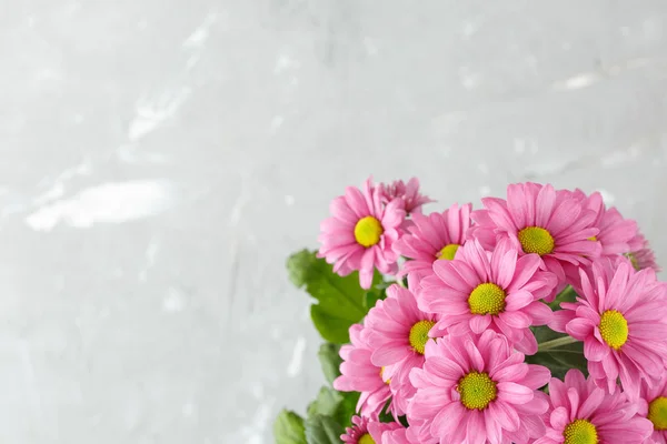 Pink chrysanthemum, over grey background. — Stock Photo, Image