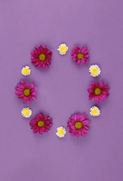 Decorative chamomile flowers in a circle. — Stock Photo, Image