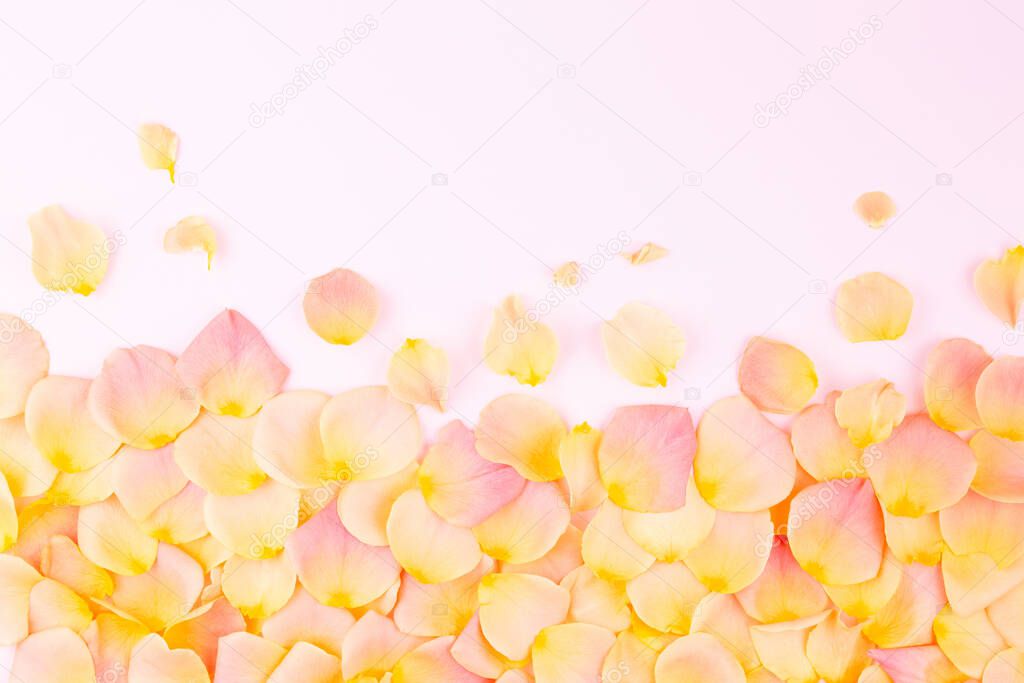 Rose petals on a light background
