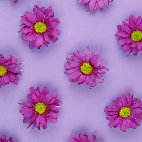 Blume Hintergrund rosa Chrysanthemen Flora Konzept — Stockfoto