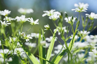 Ukrayna 'da bahar çiçekleri, bitkilerin yakın çekimi