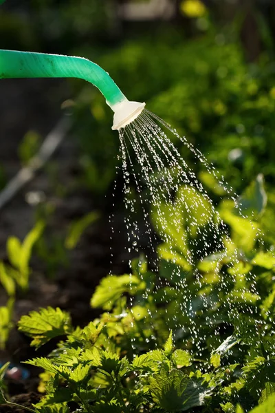 watering garden plants at home in the sun