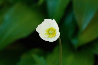 Bahar çiçekleri, güneşli bir günde bitkilerin yakın çekimi.