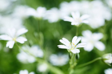 Ukrayna 'da bahar çiçekleri, bitkilerin yakın çekimi