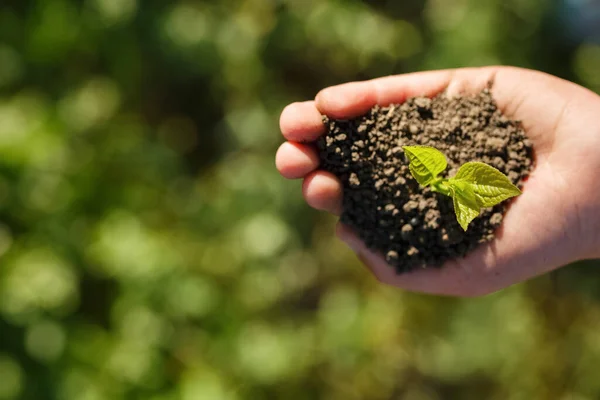 Brote verde joven con tierra en las manos — Foto de Stock