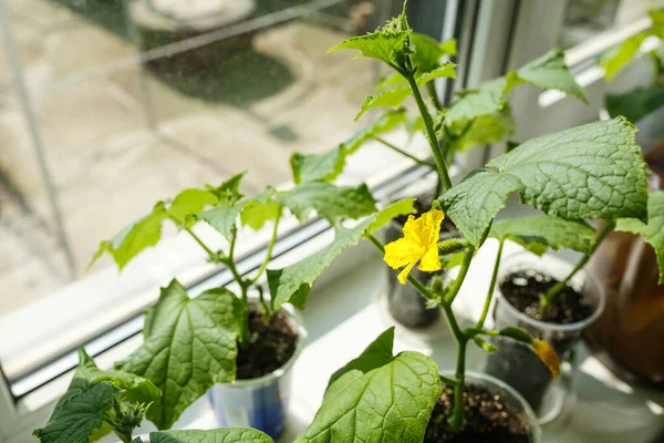 Cucumbers growing on the windowsill at home — Stock Photo, Image