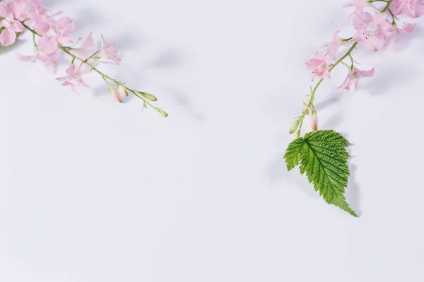 Flowers composition. Flat lay, top view — Stock Photo, Image