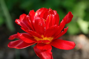 Bahar çiçekleri, güneşli bir günde bitkilerin yakın çekimi.