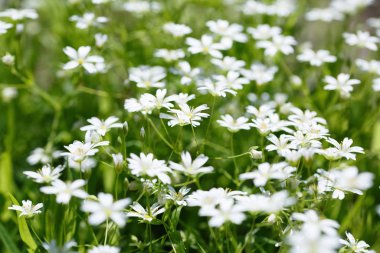 Ukrayna 'da bahar çiçekleri, bitkilerin yakın çekimi