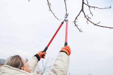 gardener cuts branches of trees in the garden