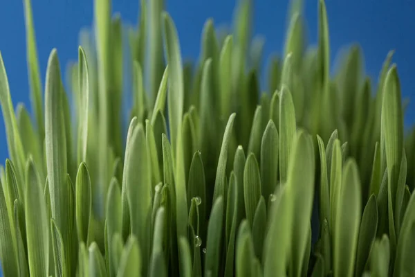 Hierba verde sobre un fondo azul aislado — Foto de Stock