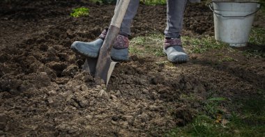 Hasat için bahar hazırlığı