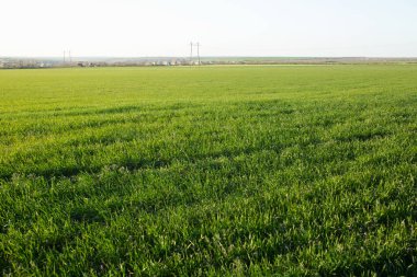 Bulutsuz mavi gökyüzü ile bahar tarlası.