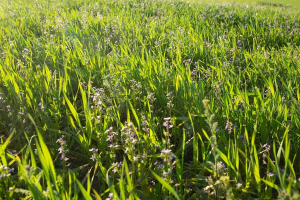 Campo verde con flores lila . — Foto de Stock