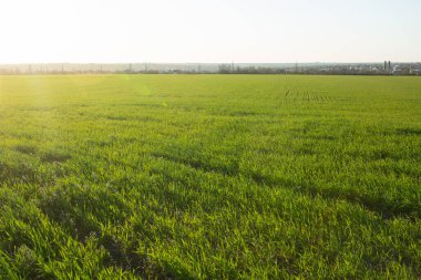 Bulutsuz mavi gökyüzü ile bahar tarlası.