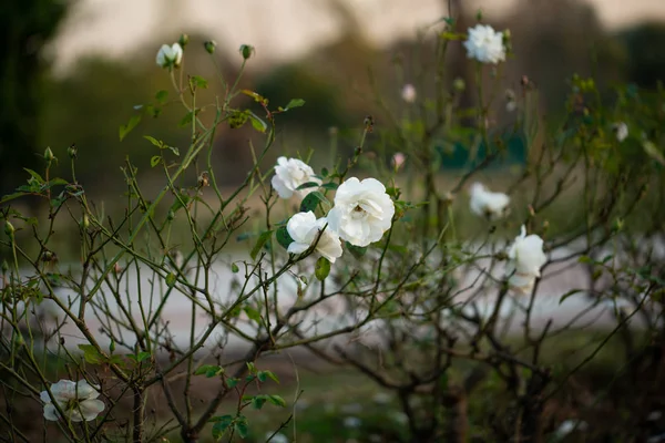 Gyönyörű Finom Fehér Rózsa Kertben Gyönyörű Fehér Rózsa Kert Iszlámábád — Stock Fotó