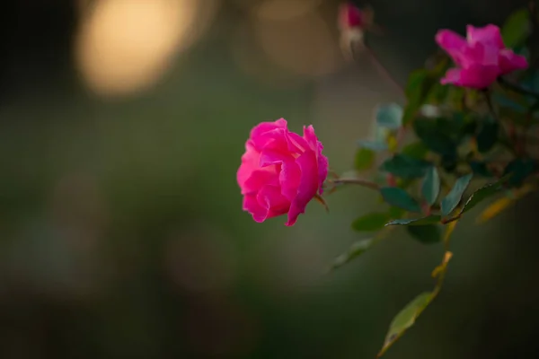 Kleurrijke Mooie Delicate Roze Roos Tuin Mooie Roze Rozen Tuin — Stockfoto