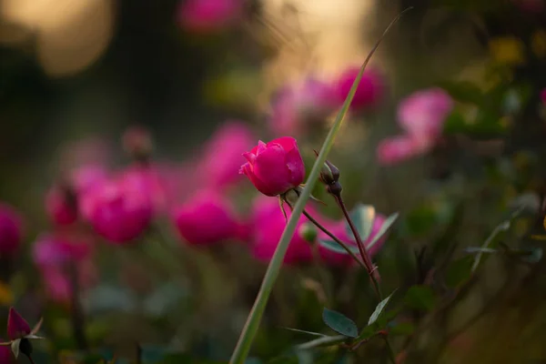 Színes Gyönyörű Finom Rózsaszín Rózsa Kertben Gyönyörű Rózsaszín Rózsa Kert — Stock Fotó