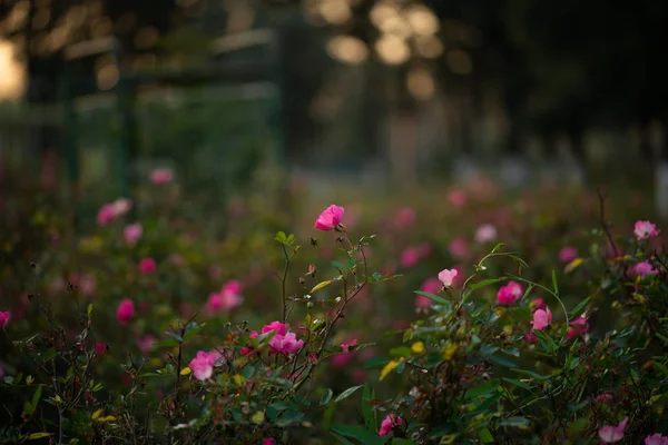 Színes Gyönyörű Finom Rózsaszín Rózsa Kertben Gyönyörű Rózsaszín Rózsa Kert — Stock Fotó