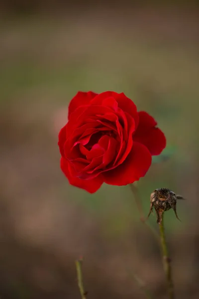 Πολύχρωμο Όμορφο Ευαίσθητο Κόκκινο Τριαντάφυλλο Στον Κήπο Όμορφα Κόκκινα Τριαντάφυλλα — Φωτογραφία Αρχείου