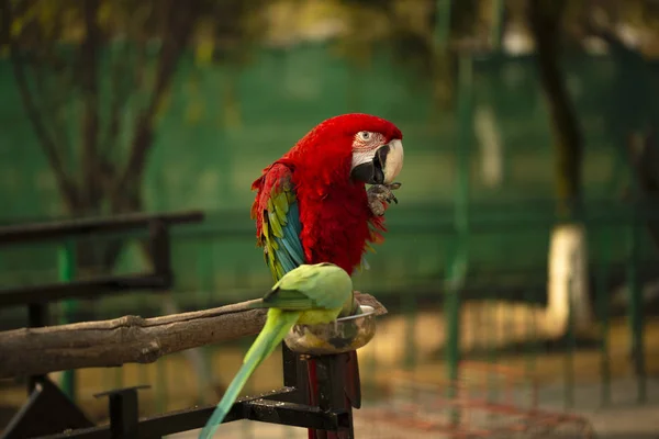 Portrait Colorful Scarlet Macaw Parrot Green Parrot Zoo Eating Nuts — Stock Photo, Image