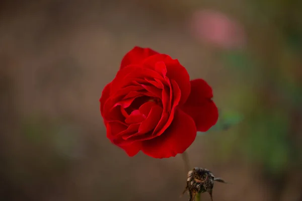 Kleurrijke Mooie Delicate Rode Roos Tuin Mooie Rode Rozen Tuin — Stockfoto