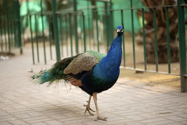 깃털이 아름다운 공작의 이슬라마바드 동물원에 모습을 드러낸 — 스톡 사진