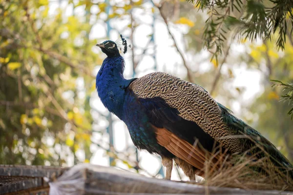 깃털이 아름다운 공작의 이슬라마바드 동물원에 모습을 드러낸 — 스톡 사진