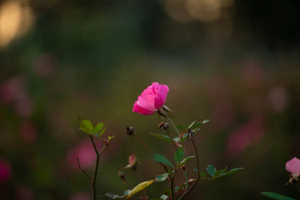 Kleurrijke Mooie Delicate Roze Roos Tuin Mooie Roze Rozen Tuin — Stockfoto