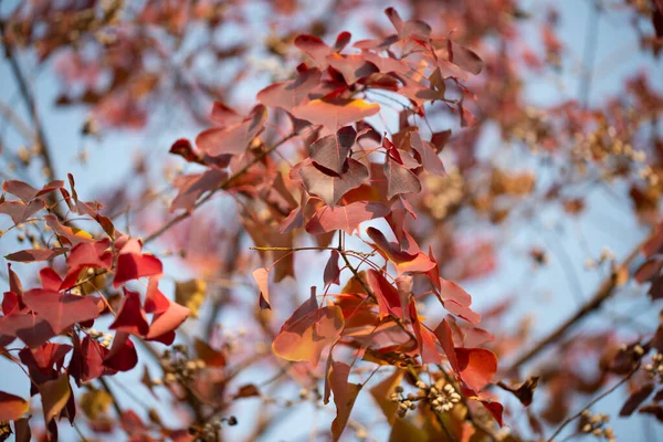 Jahreszeit Der Schönen Herbstblätter — Stockfoto