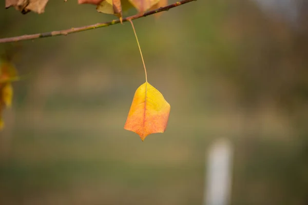 Jahreszeit Der Schönen Herbstblätter — Stockfoto