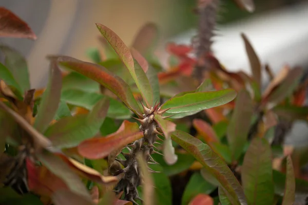Euphorbia Pflanze Wird Garten Angebaut Dornige Stiele Von Pflanzen — Stockfoto