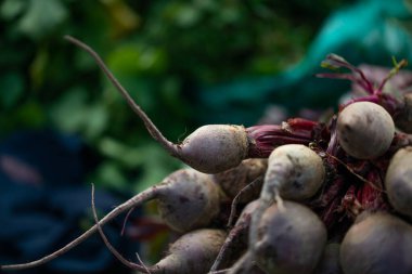 Taze hasat edilmiş pancar, sebze pazarında yaprakları olan ev yapımı organik pancar.