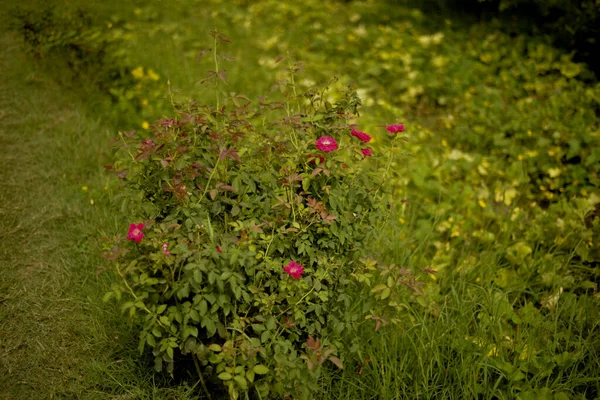 Kleurrijke Mooie Delicate Rode Roos Tuin Mooie Rode Rozen Tuin — Stockfoto