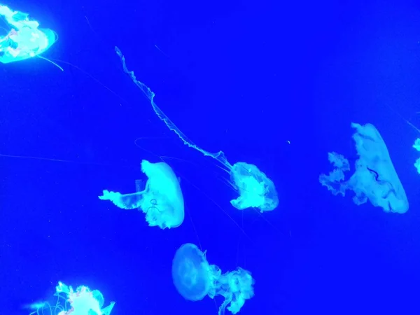 Sea jellyfish. Neon glow effect, dark deep blue colored background. Jellyfish floating in the aquarium. Abstract isolated design template. Banner concept. Lighting water, wildlife pattern.