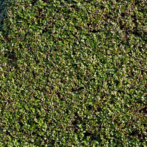 Natural green leaf wall, eco friendly background — Stock Photo, Image