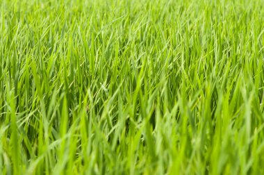 Yeşil pirinç alan gündoğumu.