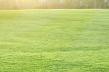 Güneş ışığıyla çimen tarlası.