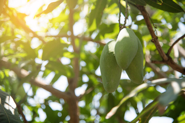 Манго крупным планом на дереве манго
.
