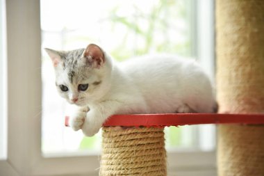 İskoç Fold kedi seyir bir şey.